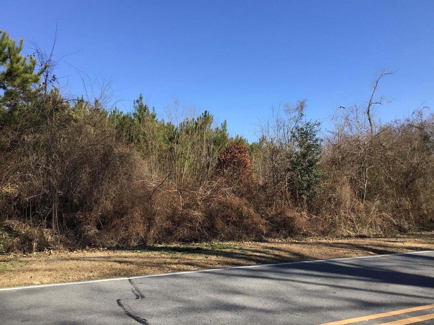 Image for 55+/- acres off Bowdens Rd Duplin County!
