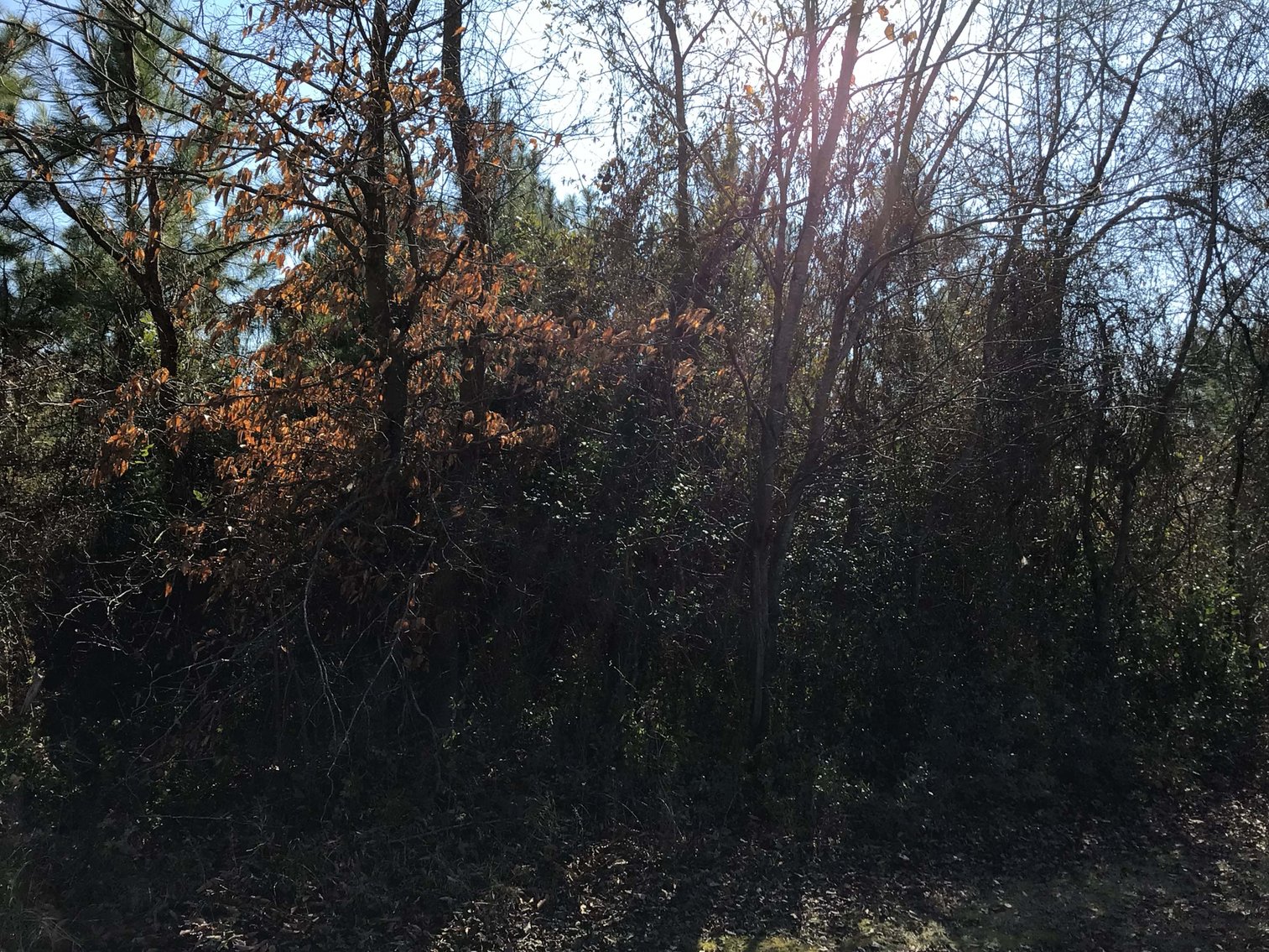 Image for 55+/- acres off Bowdens Rd Duplin County!