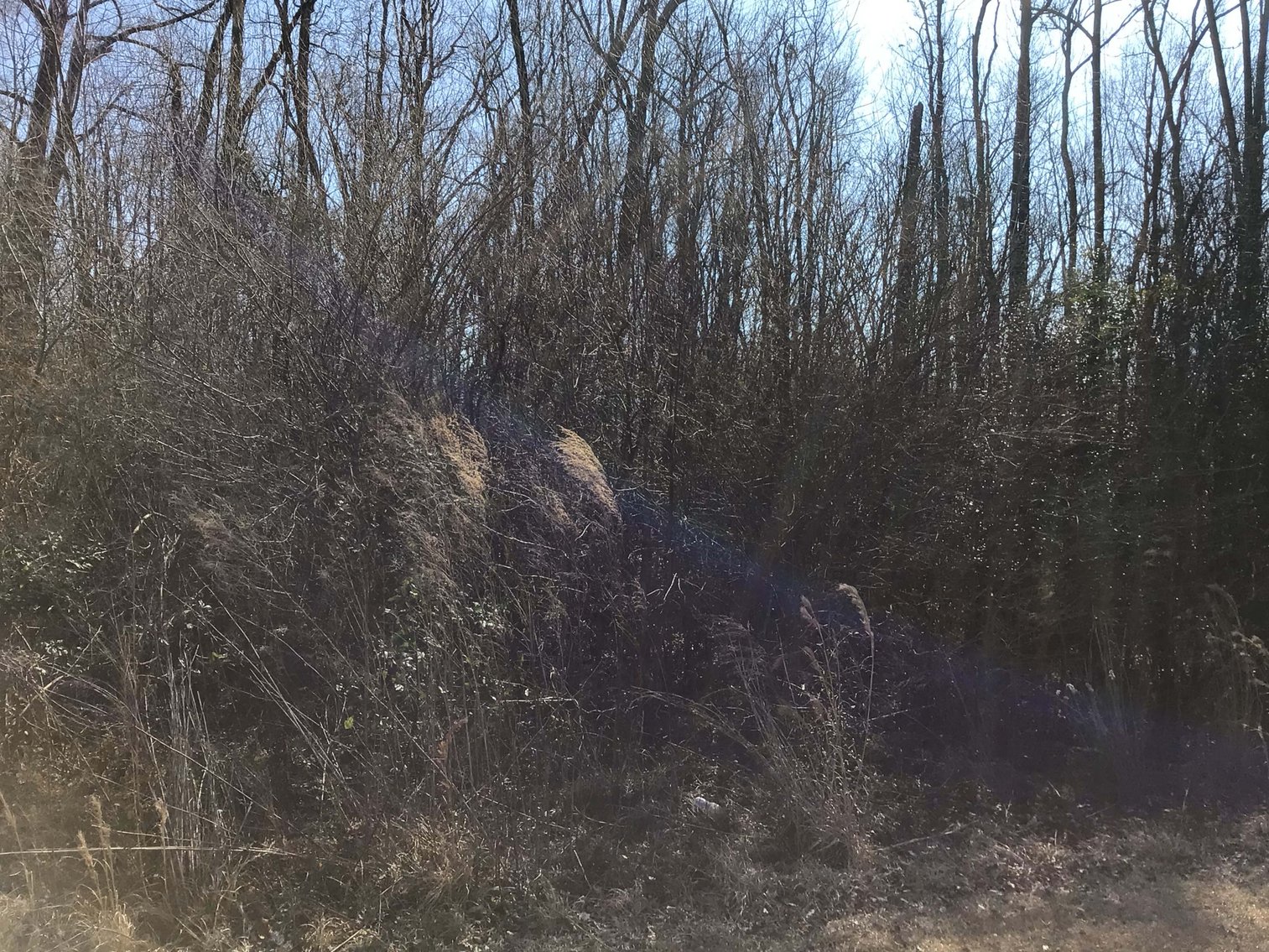 Image for 55+/- acres off Bowdens Rd Duplin County!