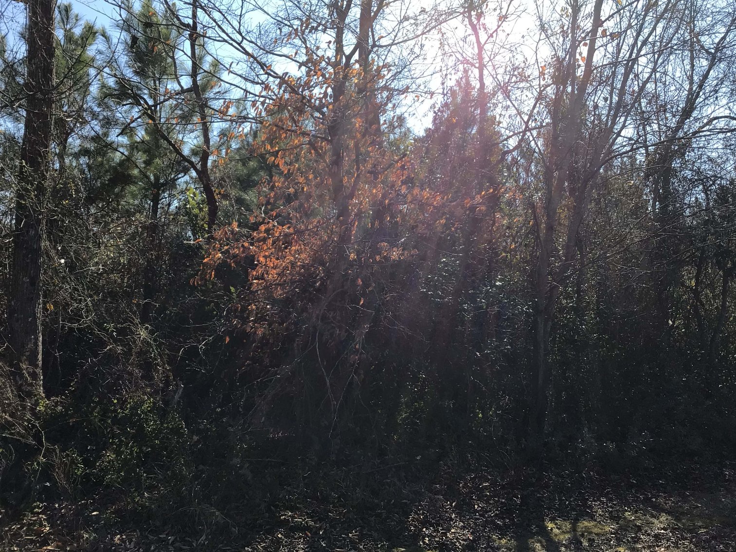 Image for 55+/- acres off Bowdens Rd Duplin County!