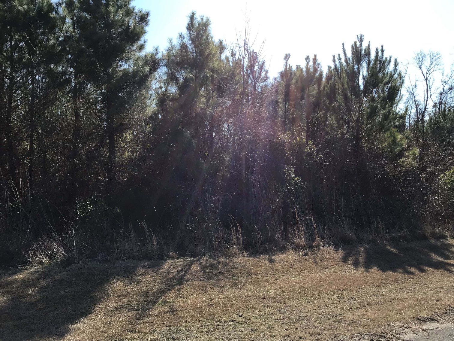 Image for 55+/- acres off Bowdens Rd Duplin County!