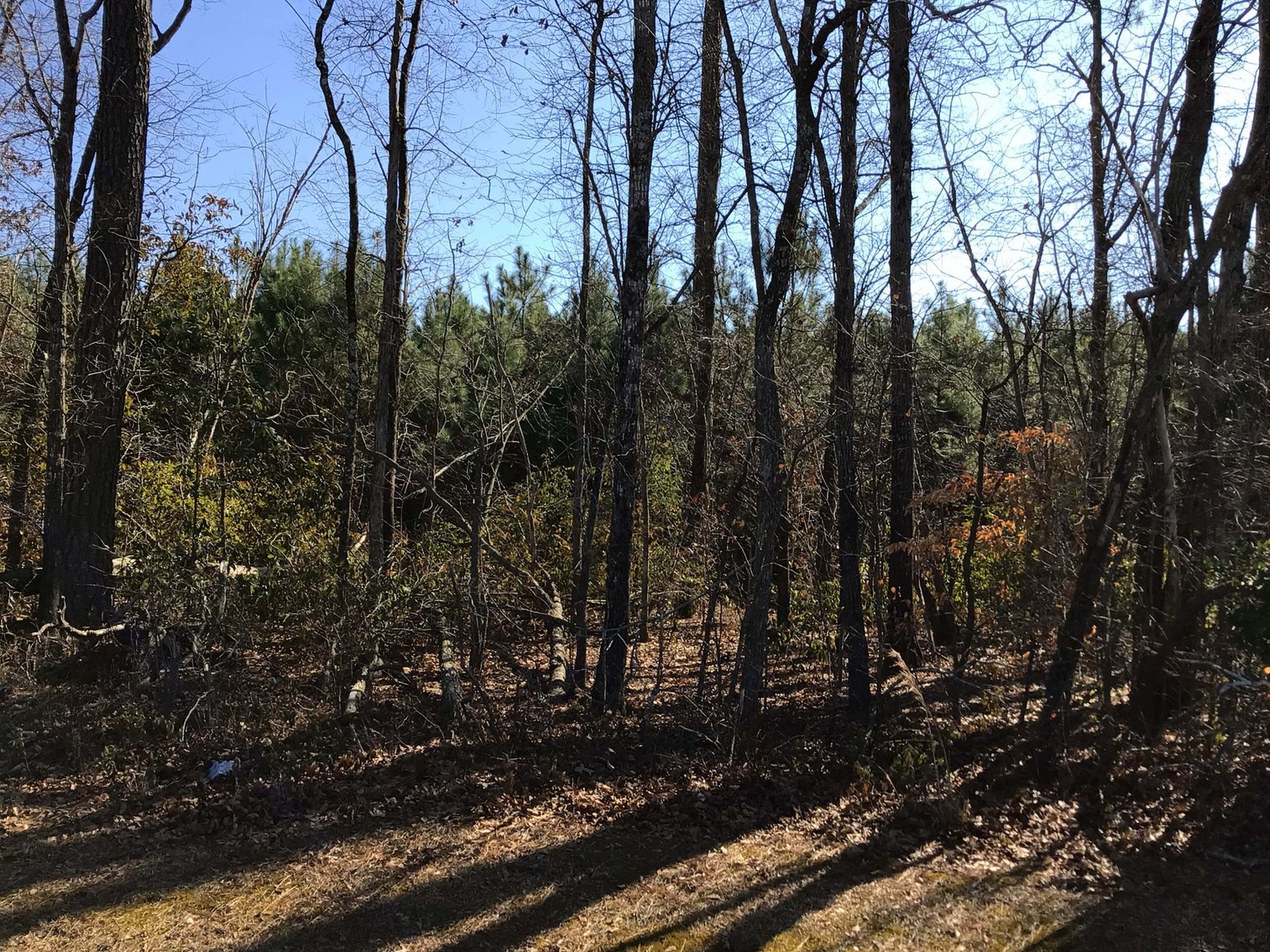 Image for 55+/- acres off Bowdens Rd Duplin County!