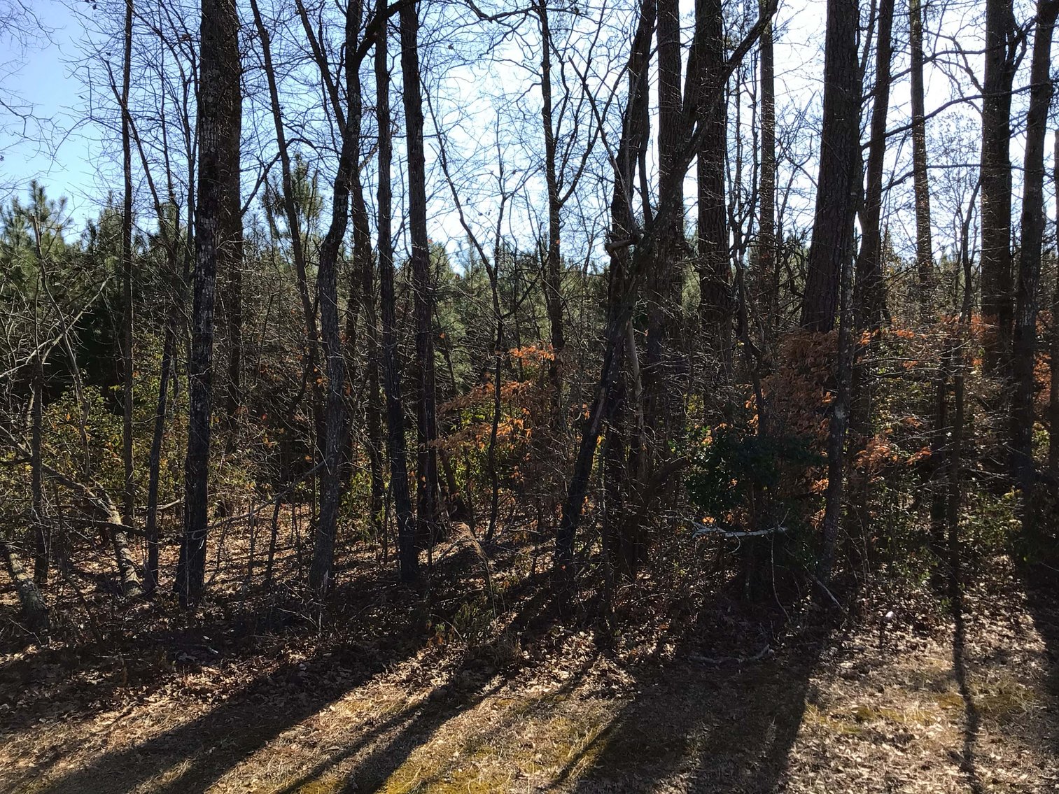 Image for 55+/- acres off Bowdens Rd Duplin County!