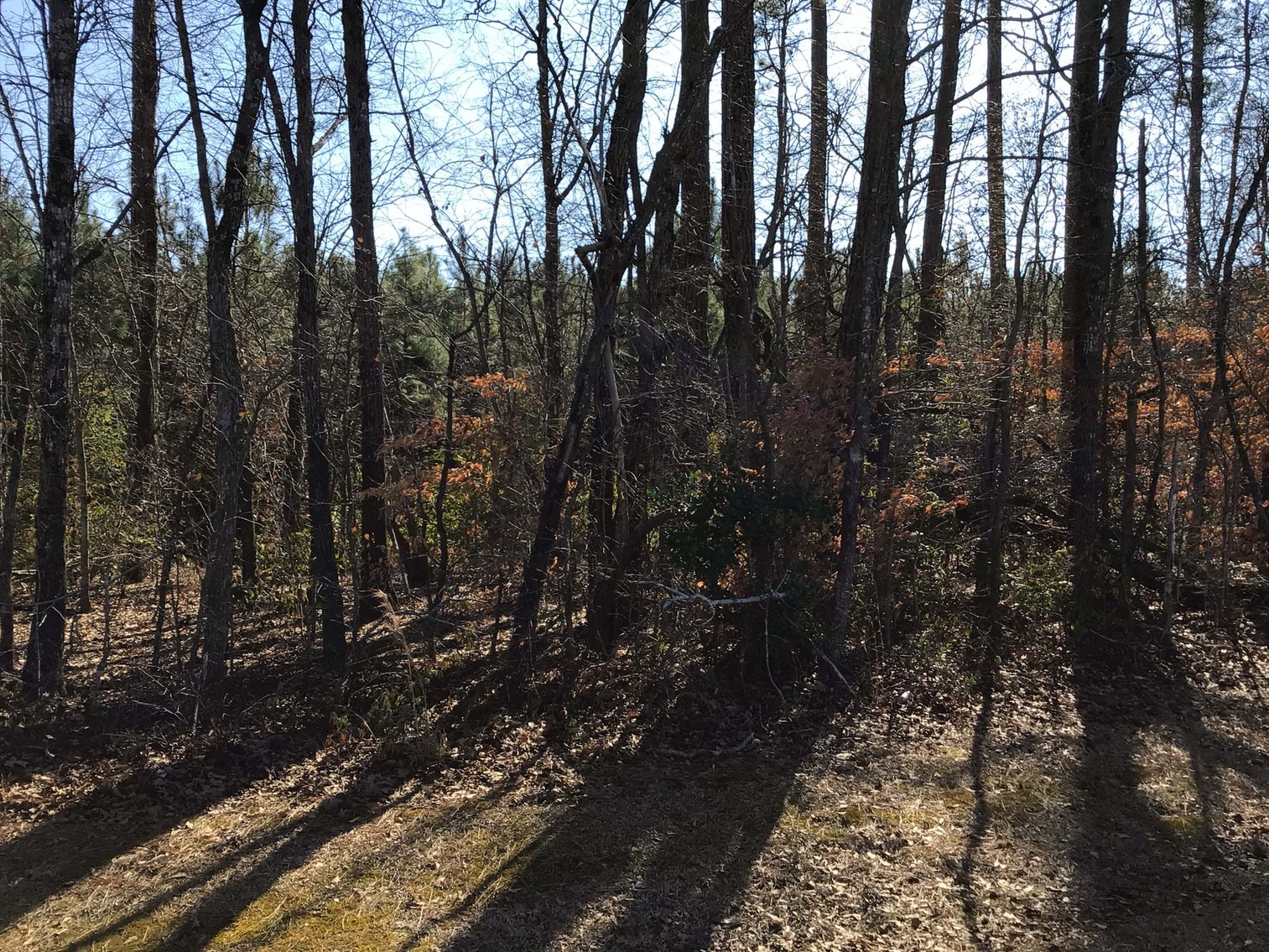 Image for 55+/- acres off Bowdens Rd Duplin County!