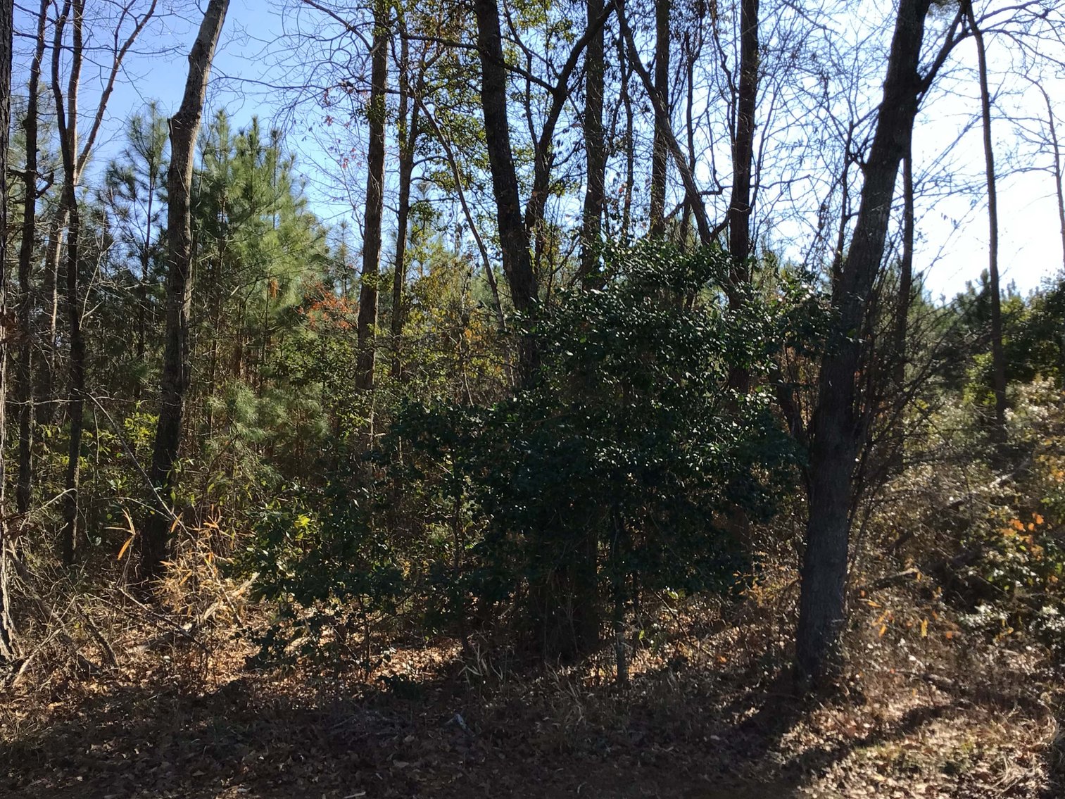 Image for 55+/- acres off Bowdens Rd Duplin County!