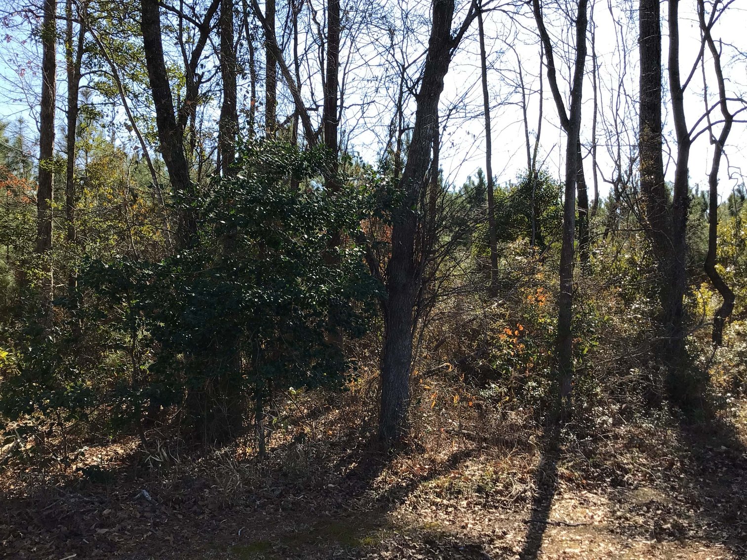 Image for 55+/- acres off Bowdens Rd Duplin County!