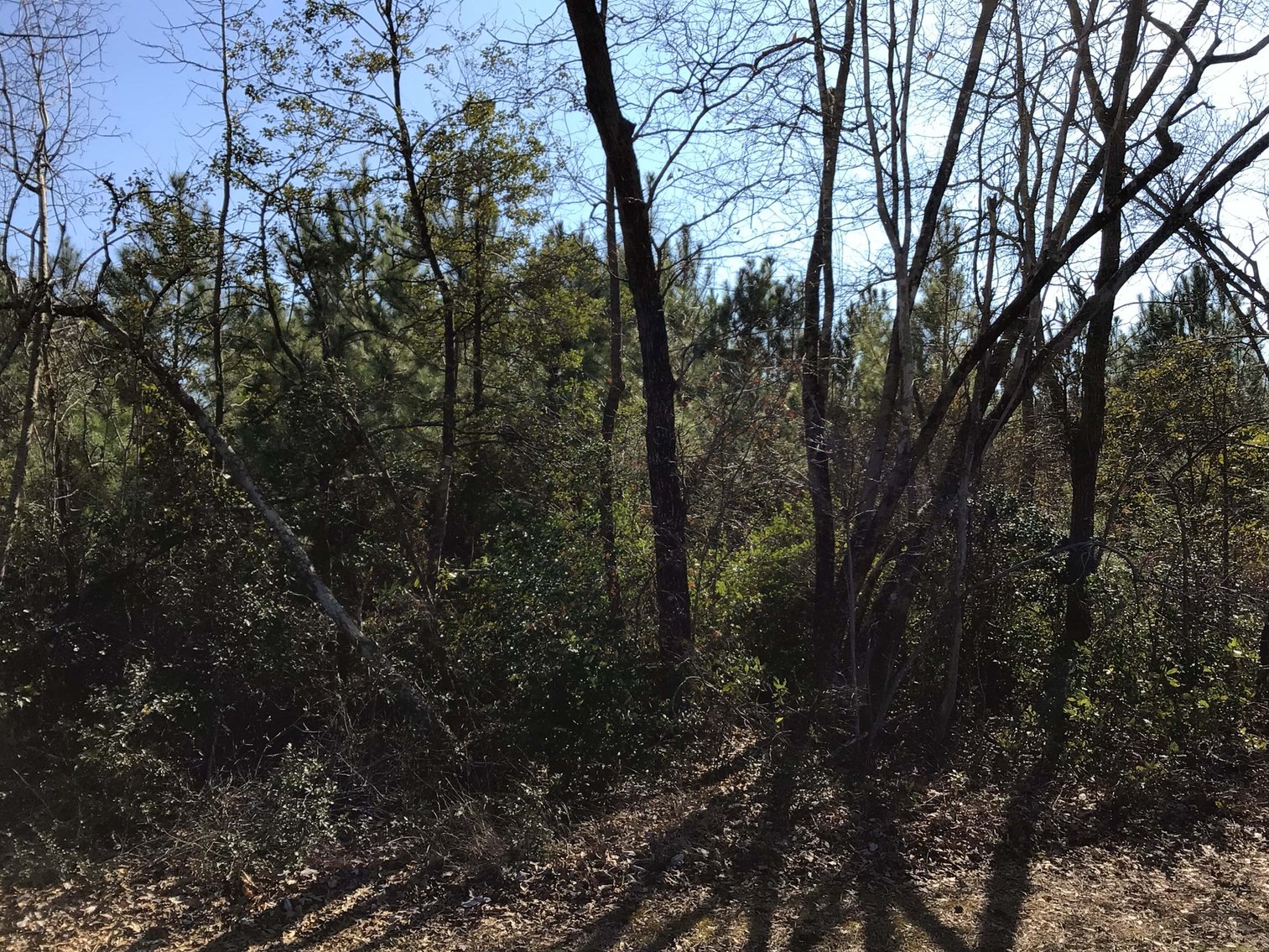 Image for 55+/- acres off Bowdens Rd Duplin County!
