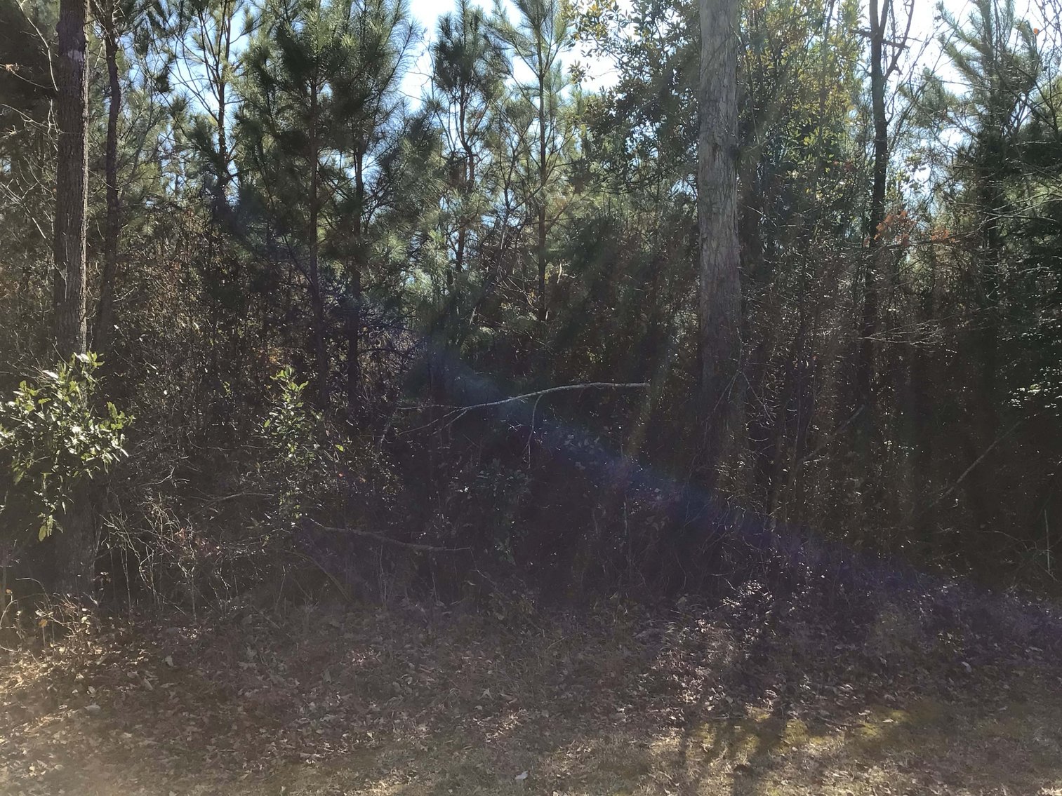 Image for 55+/- acres off Bowdens Rd Duplin County!