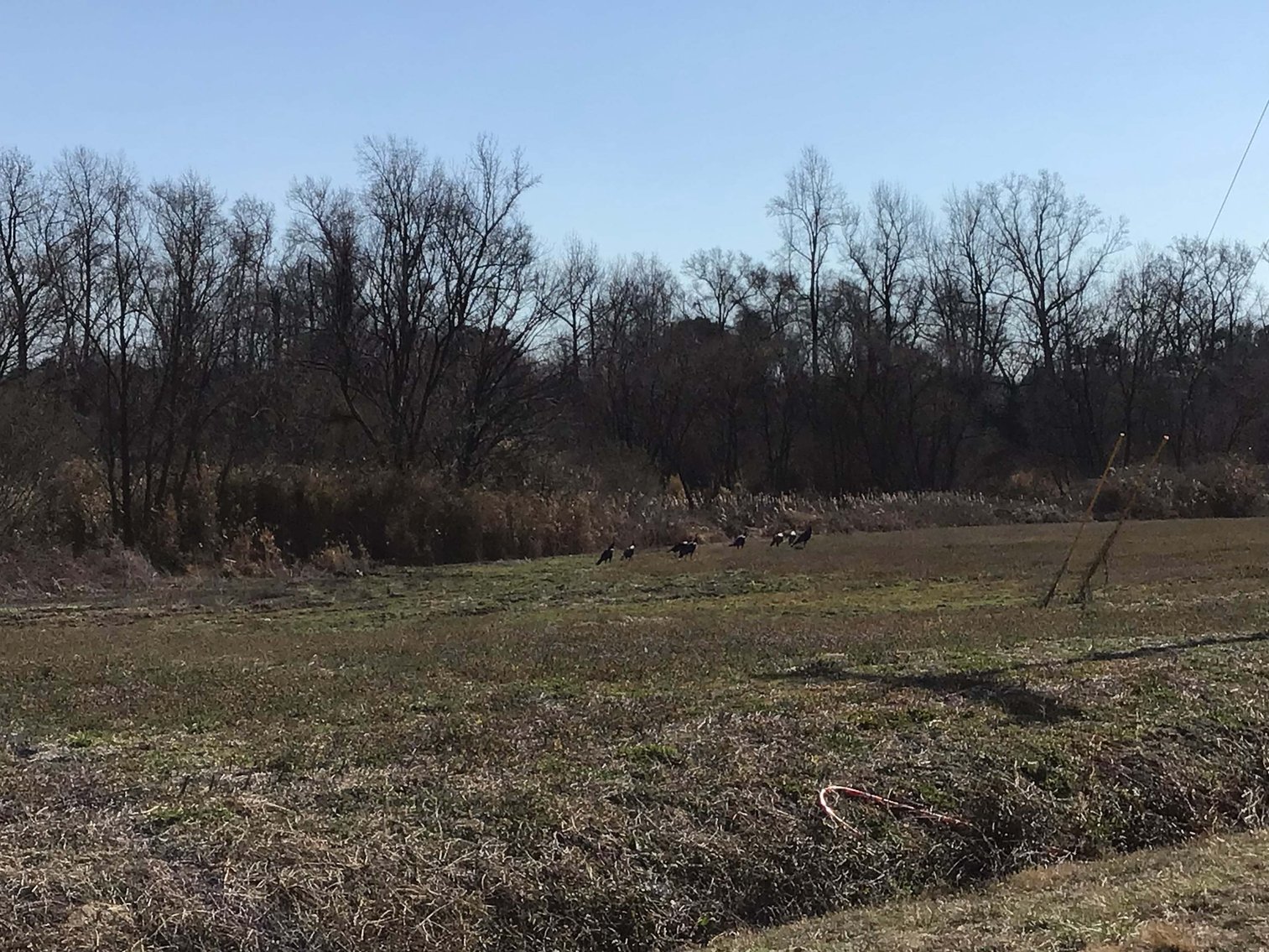 Image for 128 +/- Acres in Duplin County!