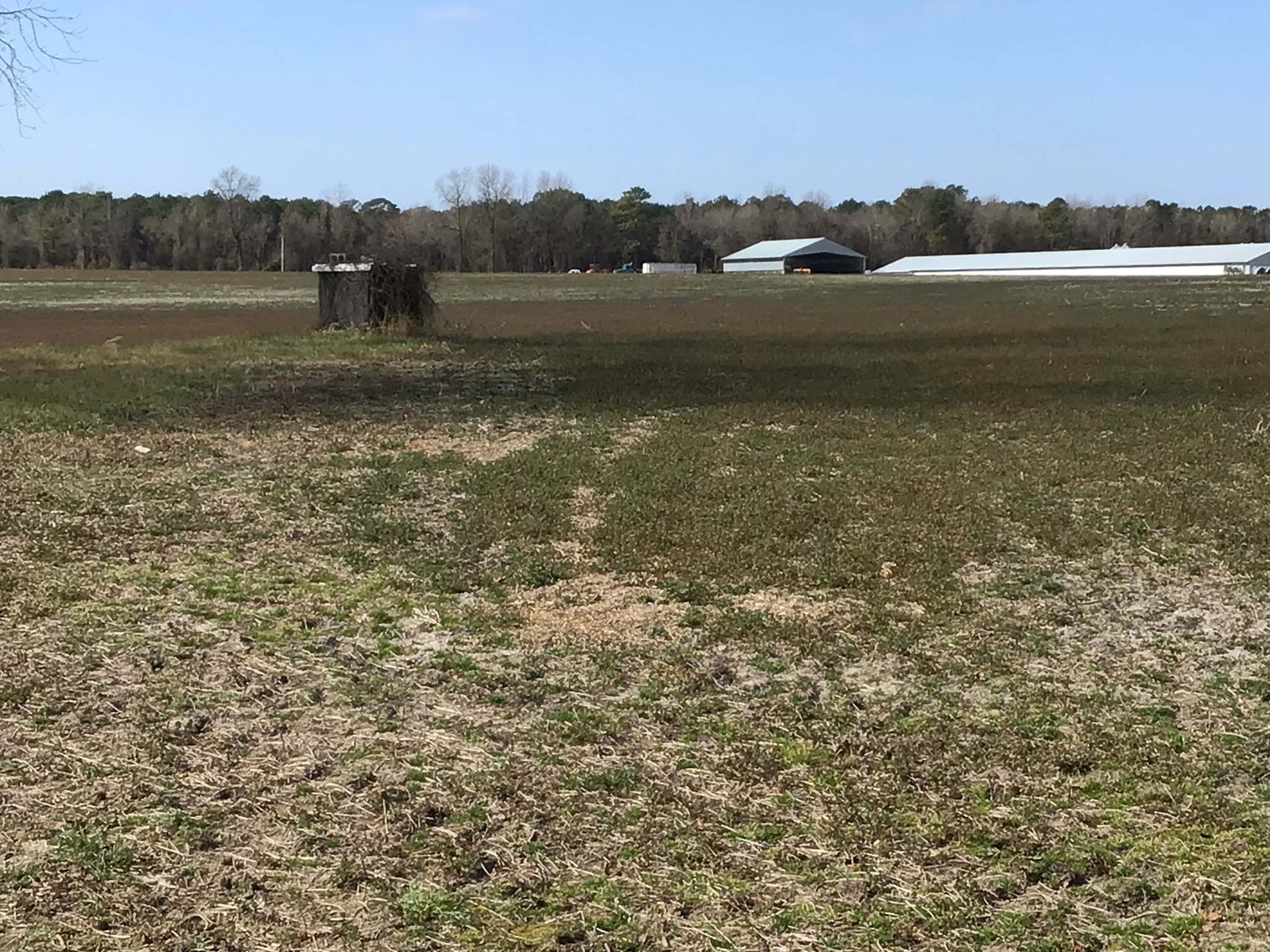 Image for 128 +/- Acres in Duplin County!