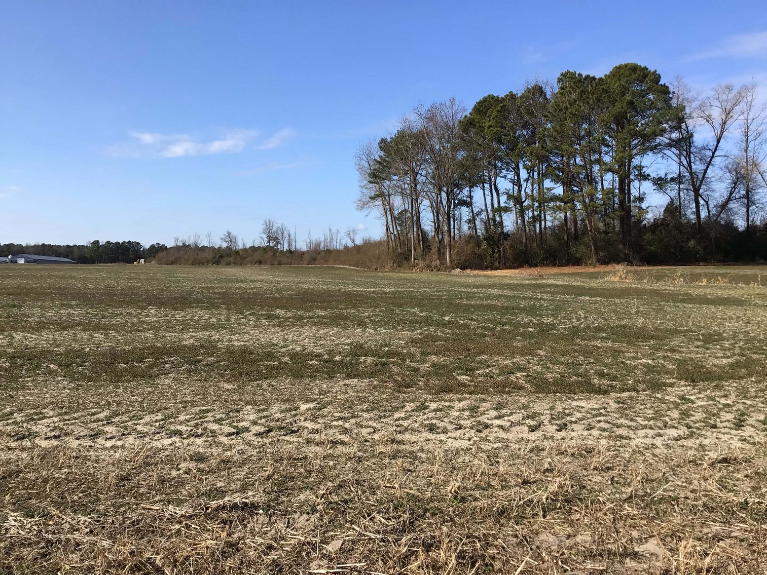 Image for 128 +/- Acres in Duplin County!