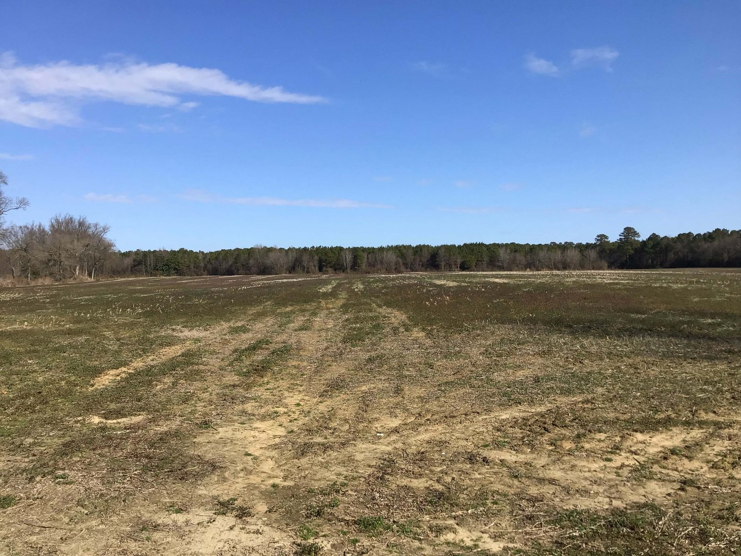Image for 128 +/- Acres in Duplin County!