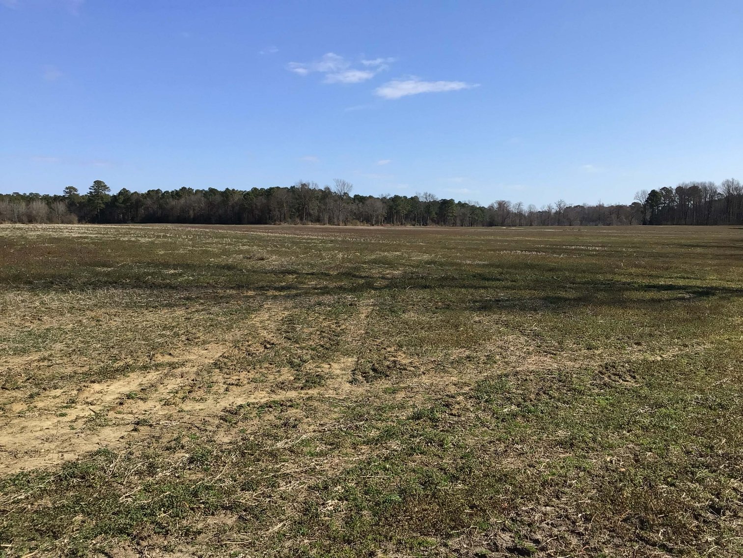 Image for 128 +/- Acres in Duplin County!