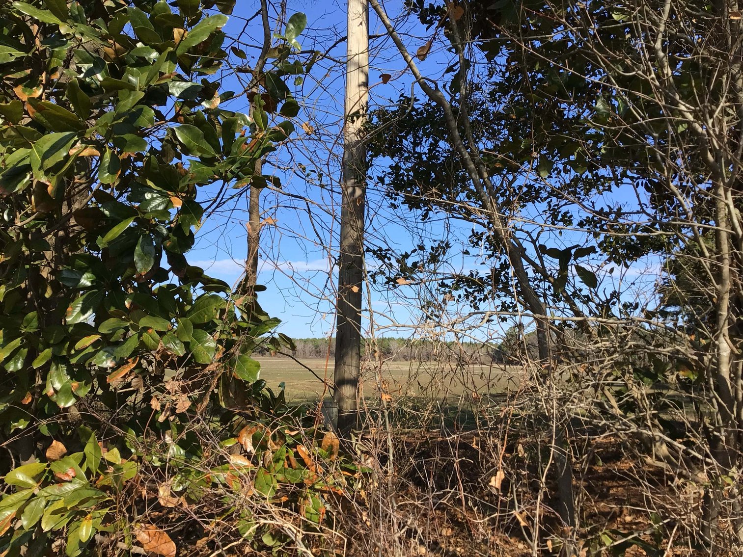 Image for 128 +/- Acres in Duplin County!