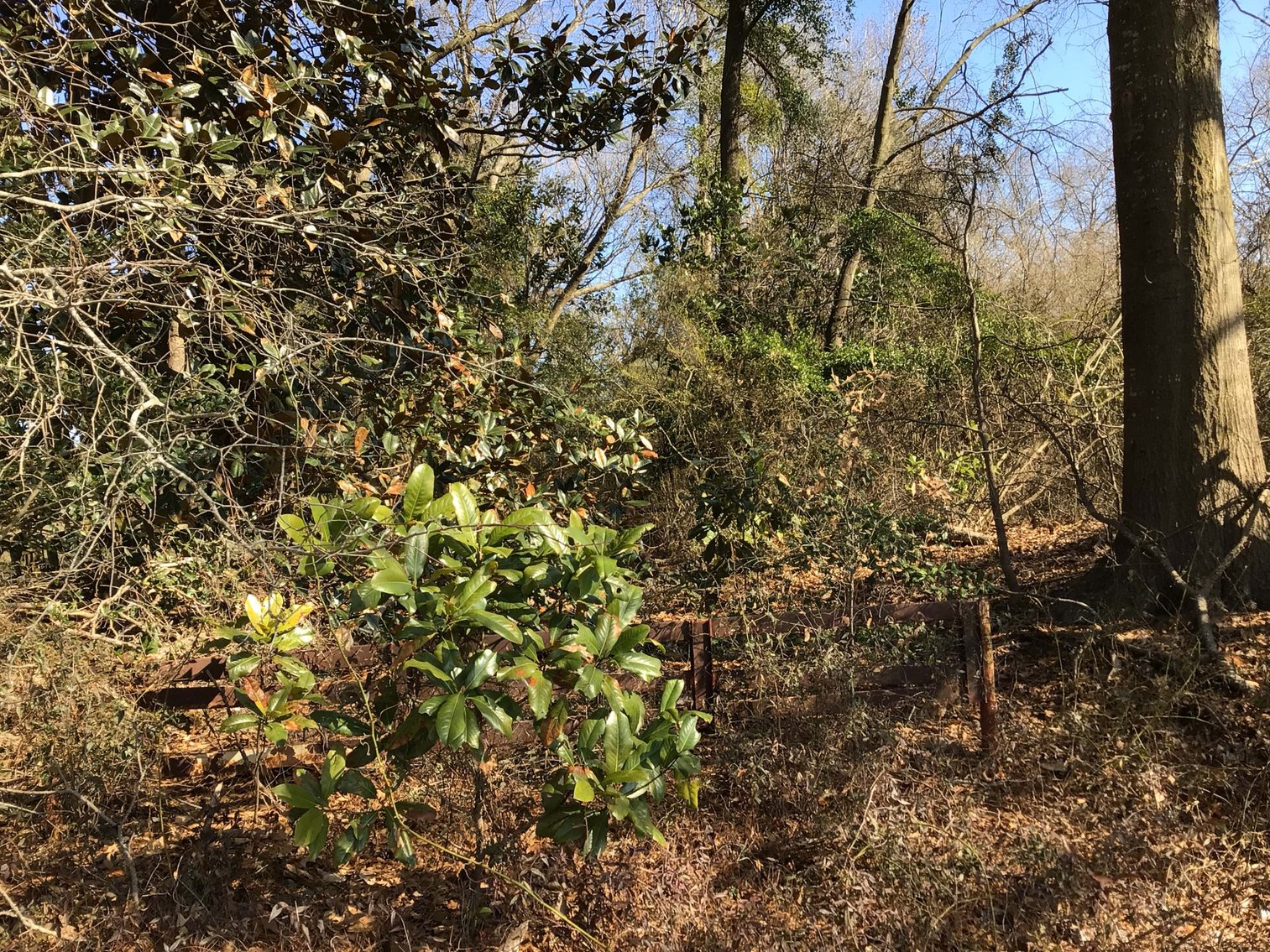 Image for 128 +/- Acres in Duplin County!