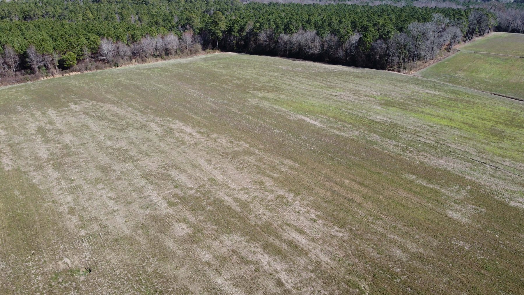 Image for 128 +/- Acres in Duplin County!