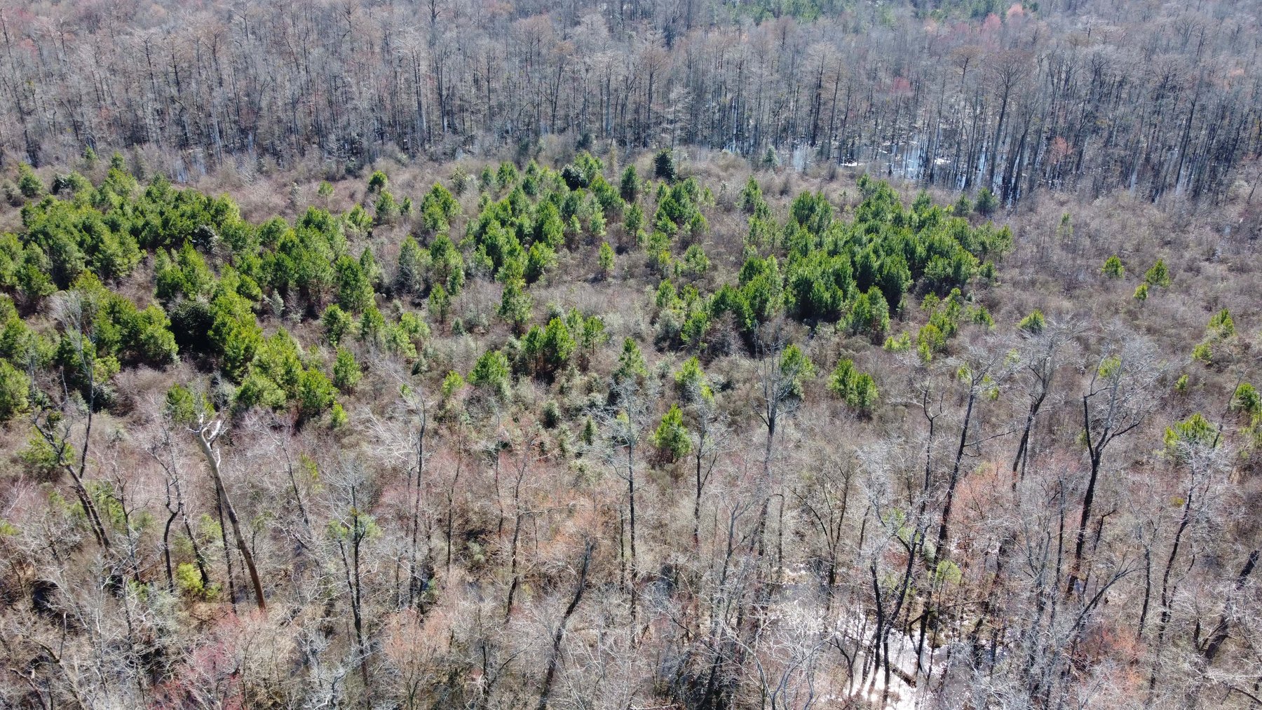 Image for 128 +/- Acres in Duplin County!