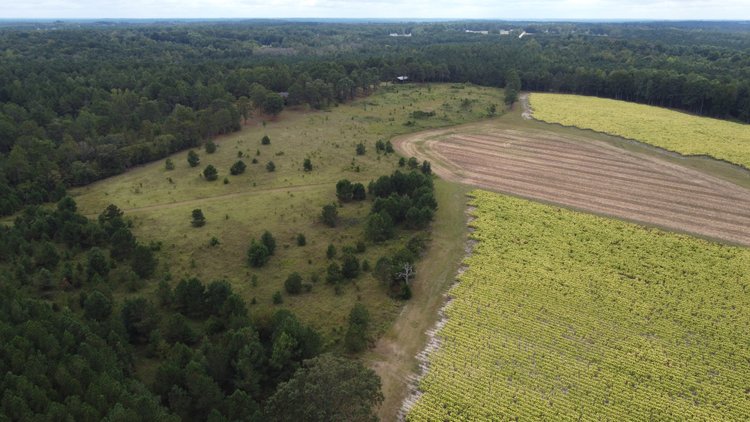 Image for Approx. 300 Acres Divided into 4 tracts and a Home in Harnett County!