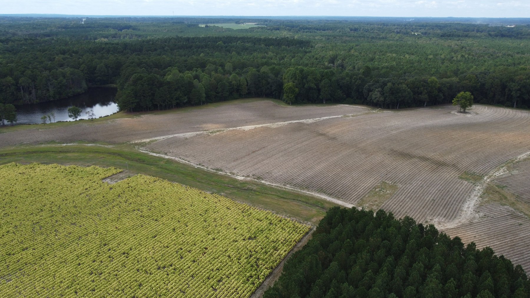 Image for Approx. 300 Acres Divided into 4 tracts and a Home in Harnett County!