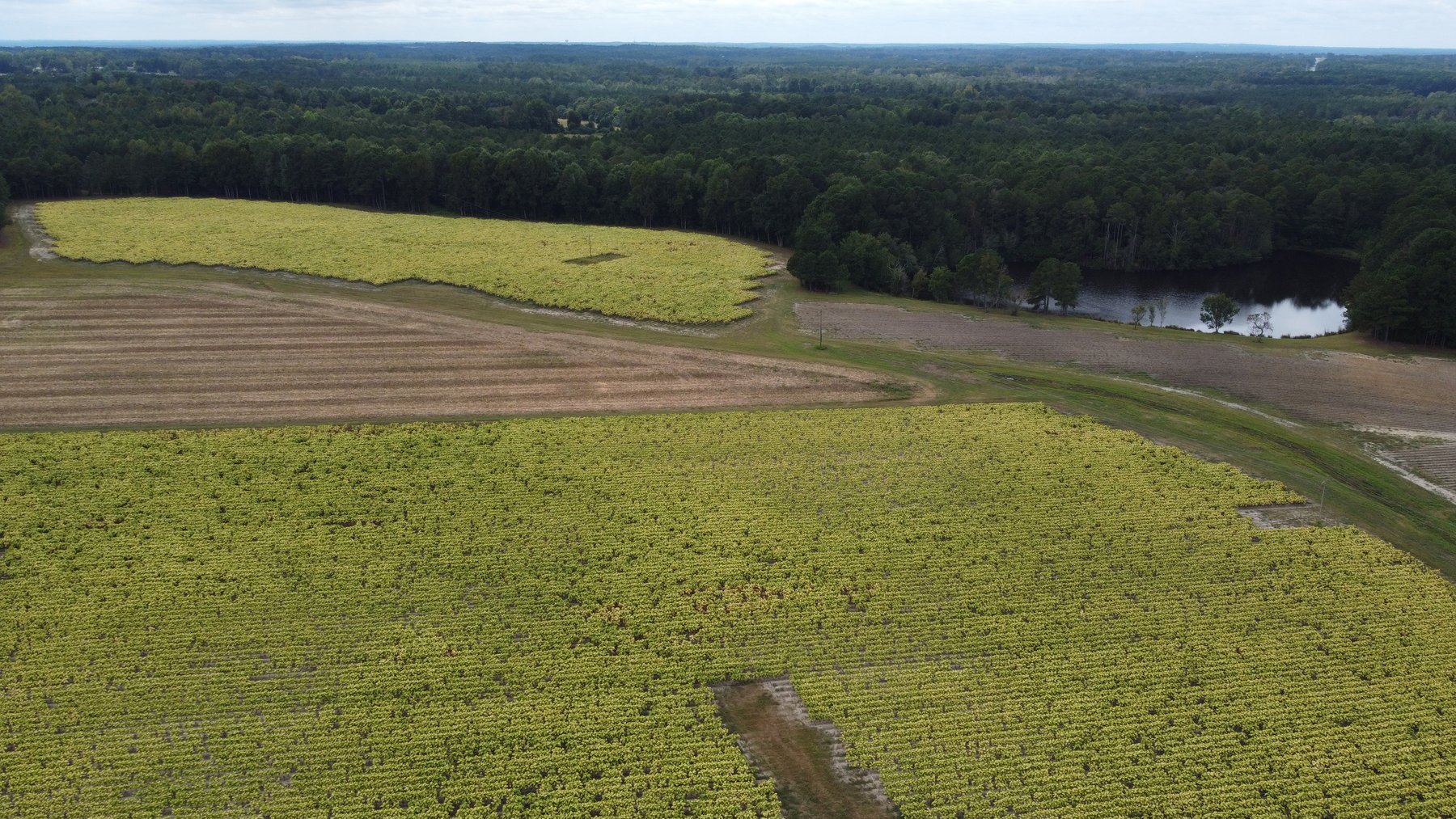 Image for Approx. 300 Acres Divided into 4 tracts and a Home in Harnett County!