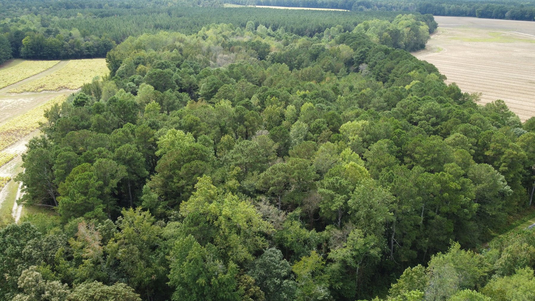 Image for Approx. 300 Acres Divided into 4 tracts and a Home in Harnett County!