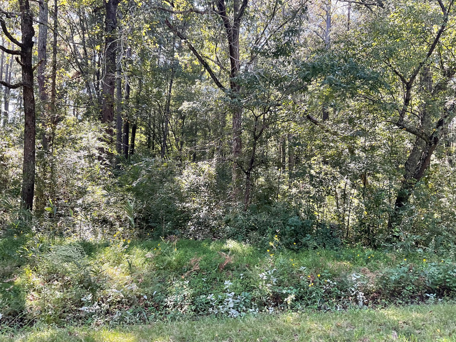 Image for Approx. 300 Acres Divided into 4 tracts and a Home in Harnett County!