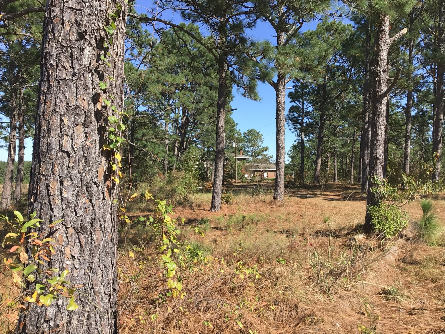 Image for Approx. 300 Acres Divided into 4 tracts and a Home in Harnett County!