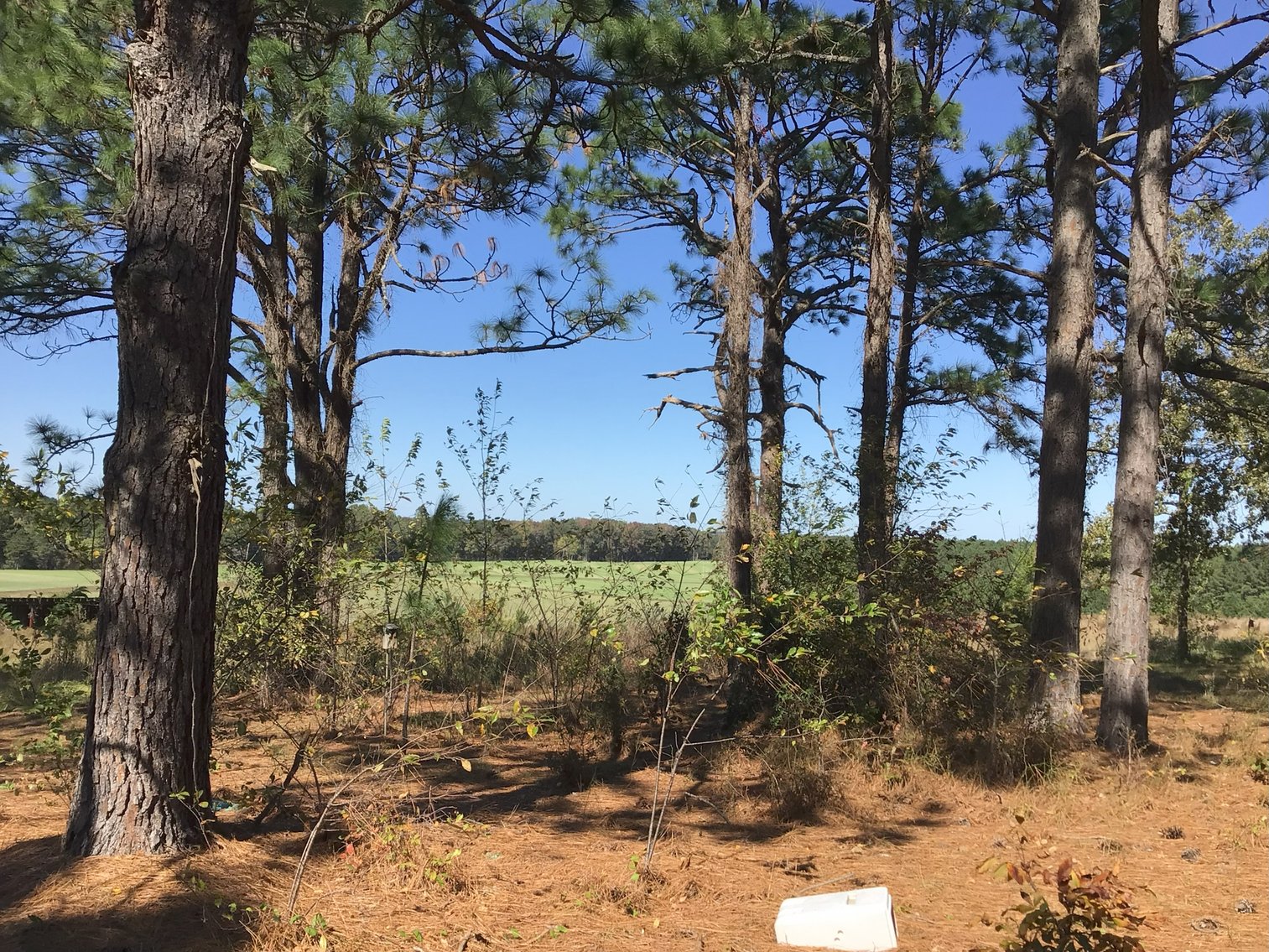 Image for Approx. 300 Acres Divided into 4 tracts and a Home in Harnett County!