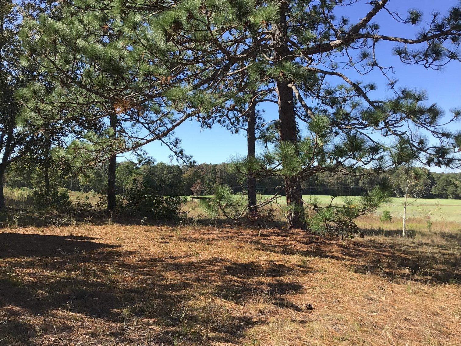 Image for Approx. 300 Acres Divided into 4 tracts and a Home in Harnett County!