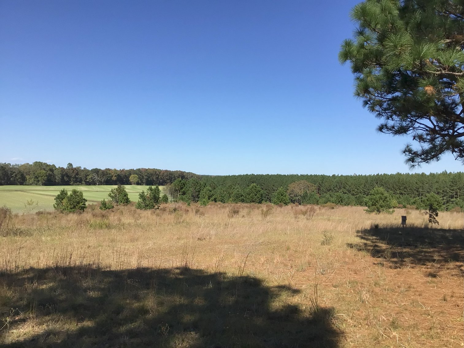 Image for Approx. 300 Acres Divided into 4 tracts and a Home in Harnett County!