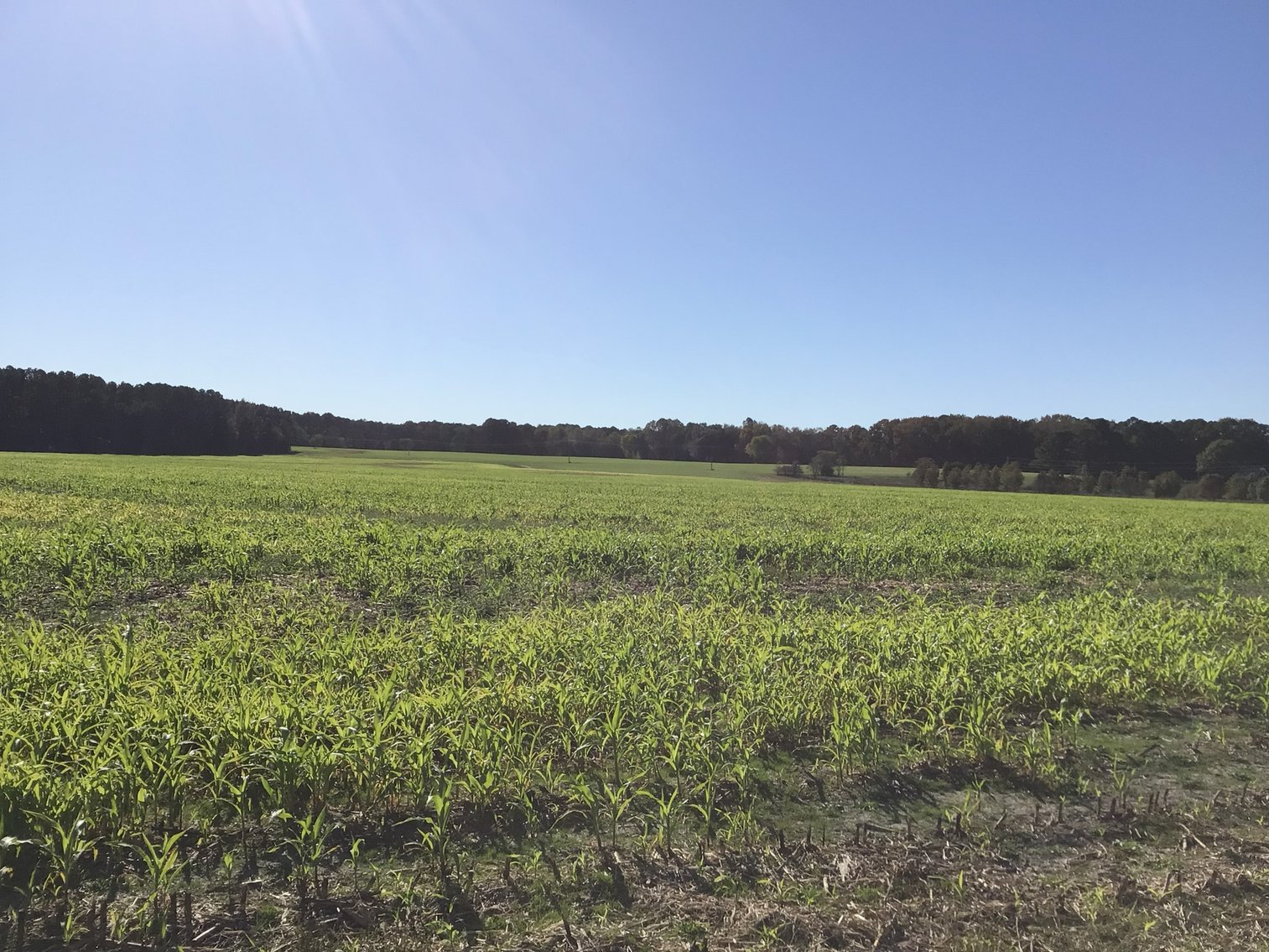 Image for Approx. 300 Acres Divided into 4 tracts and a Home in Harnett County!