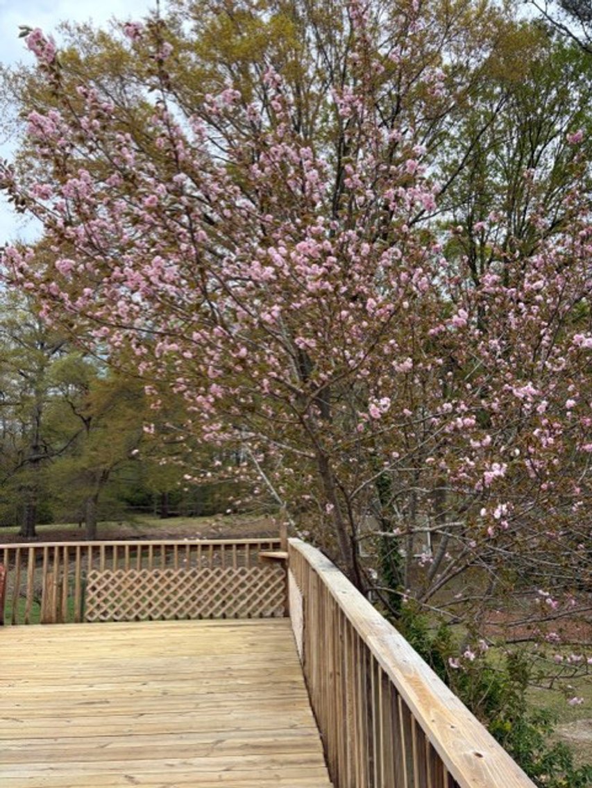 Image for Home on 4.25 acres in Angier!