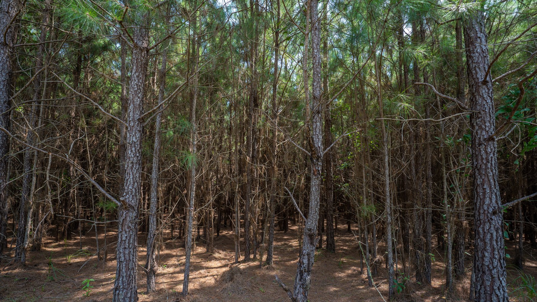 Image for 194+/- Acres - Holloway Place - Macon, Schley, & Sumter Counties, GA