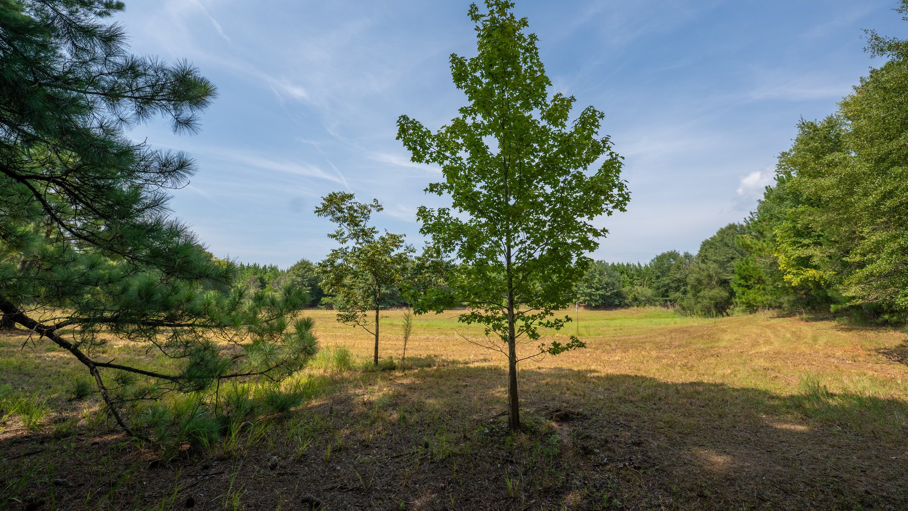 Image for 194+/- Acres - Holloway Place - Macon, Schley, & Sumter Counties, GA