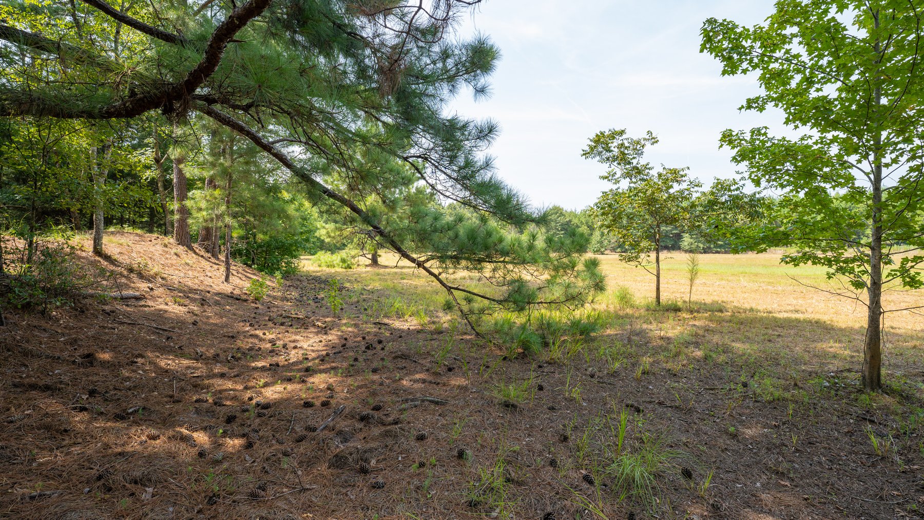 Image for 194+/- Acres - Holloway Place - Macon, Schley, & Sumter Counties, GA