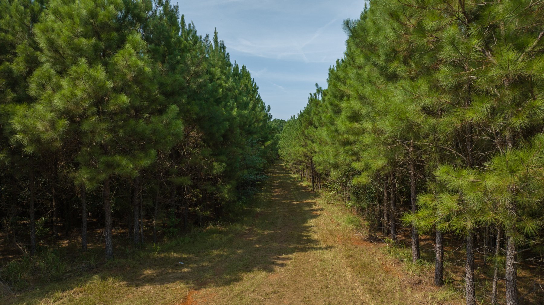 Image for 194+/- Acres - Holloway Place - Macon, Schley, & Sumter Counties, GA