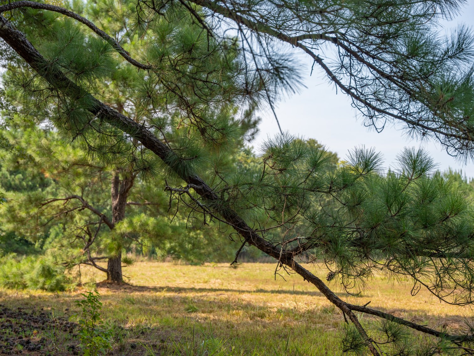 Image for 194+/- Acres - Holloway Place - Macon, Schley, & Sumter Counties, GA