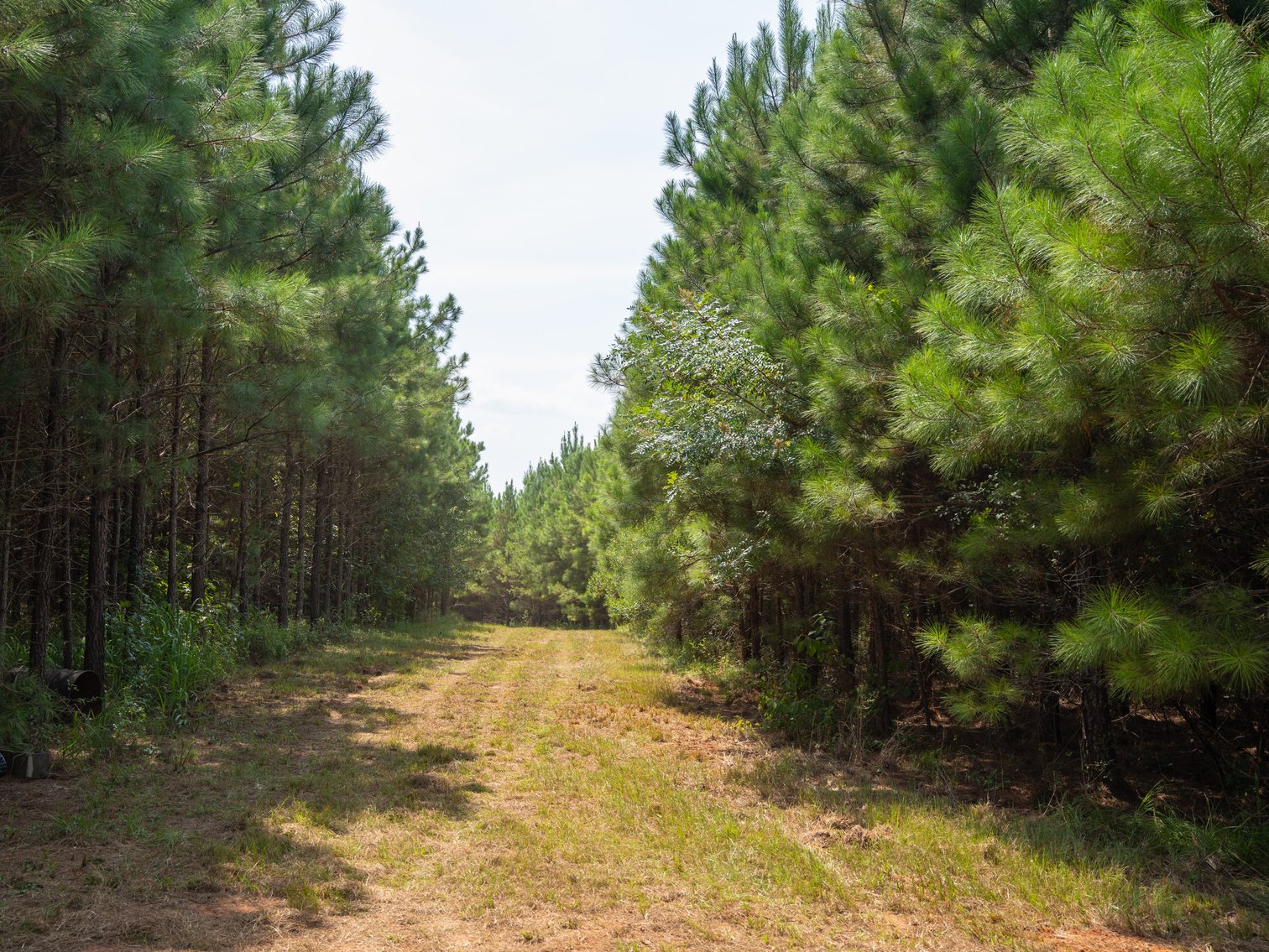 Image for 194+/- Acres - Holloway Place - Macon, Schley, & Sumter Counties, GA