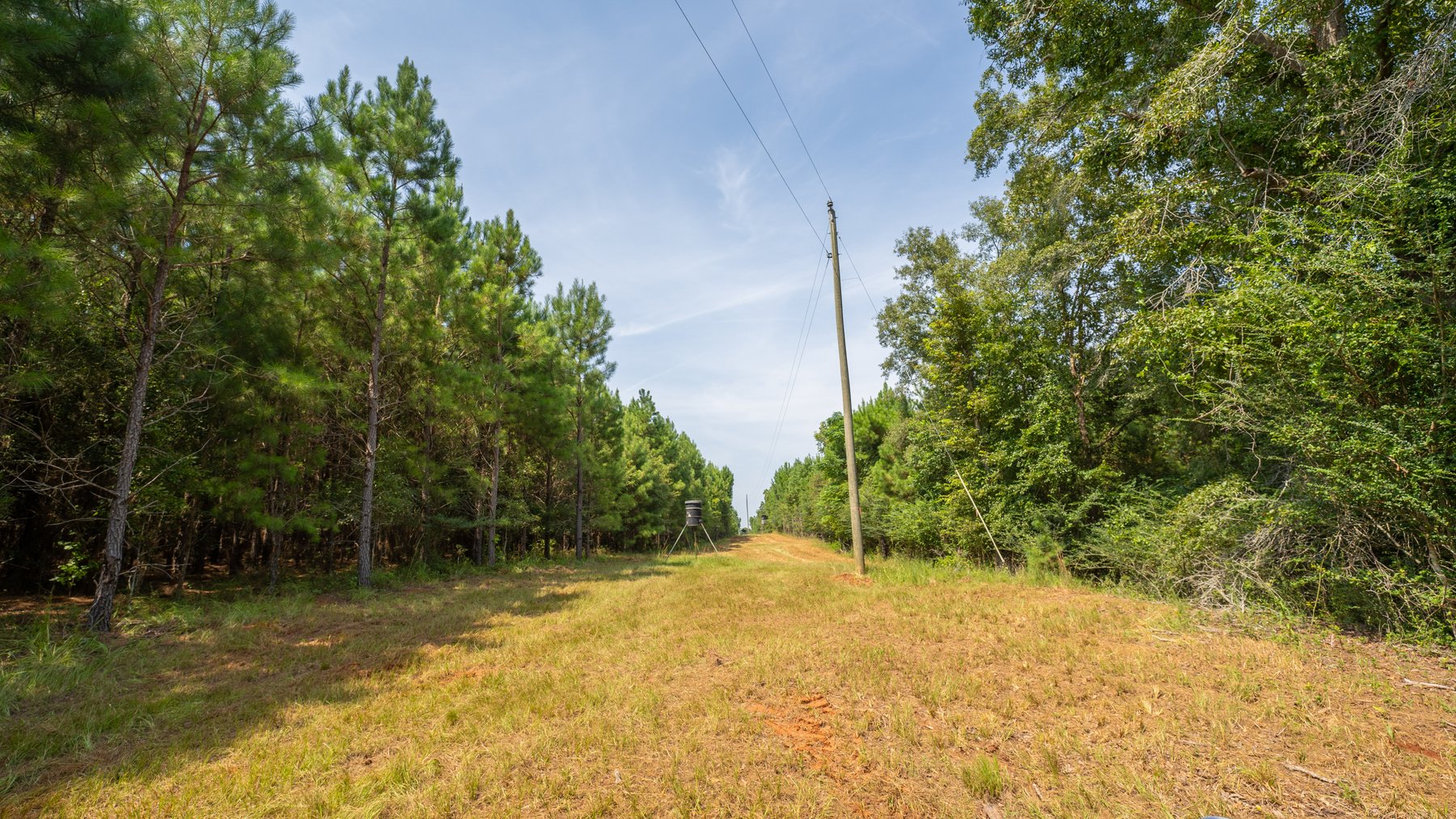 Image for 194+/- Acres - Holloway Place - Macon, Schley, & Sumter Counties, GA