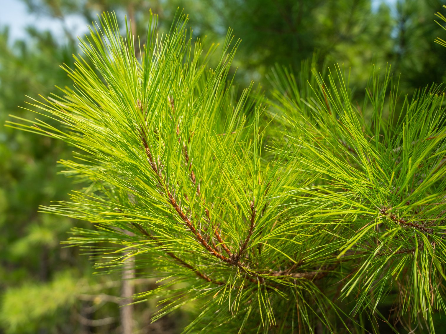 Image for 194+/- Acres - Holloway Place - Macon, Schley, & Sumter Counties, GA