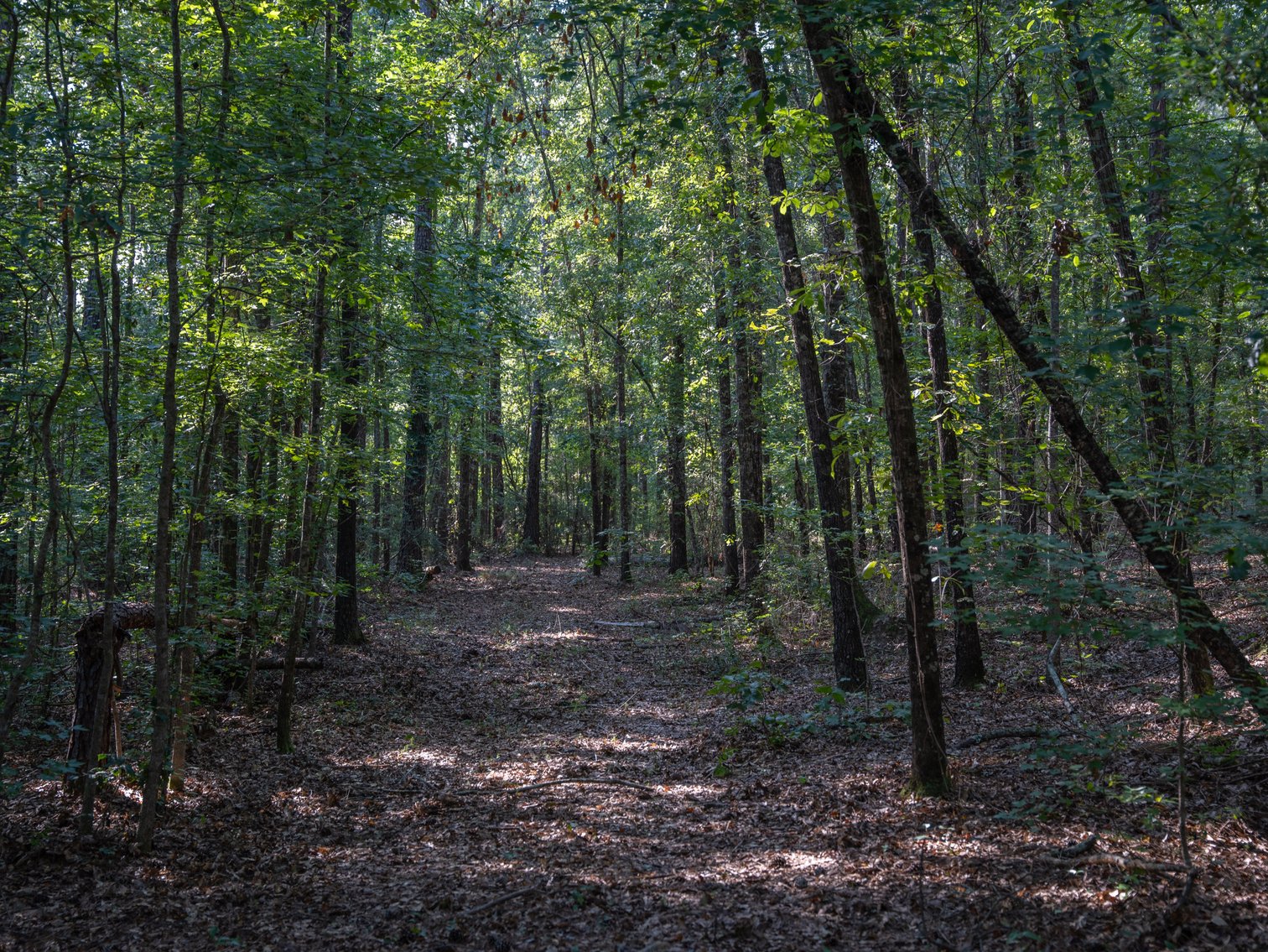 Image for 136+/- Acres - Shipp Place - Macon County, GA