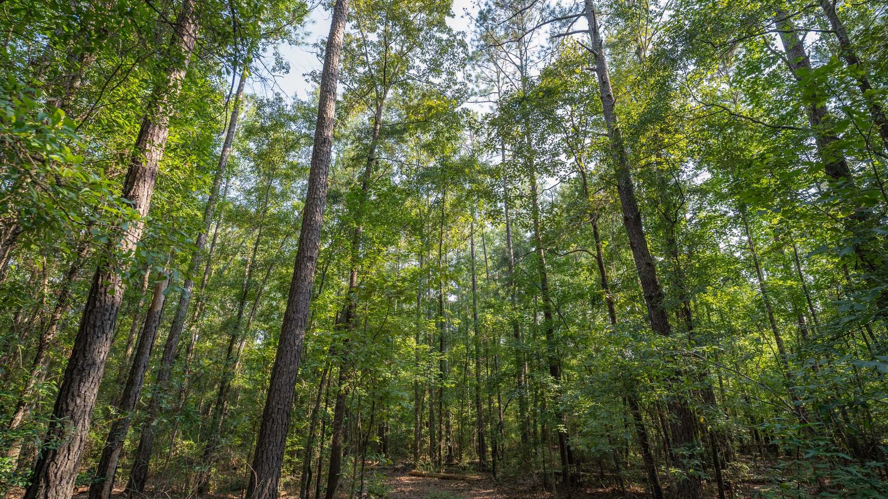Image for 136+/- Acres - Shipp Place - Macon County, GA