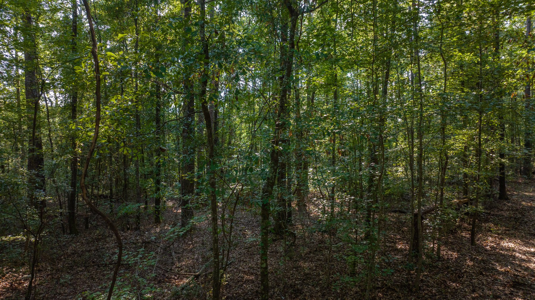 Image for 136+/- Acres - Shipp Place - Macon County, GA