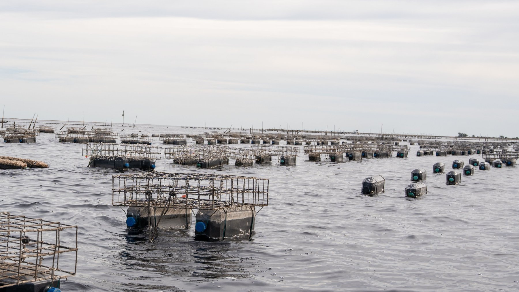 Image for Estuary Oysters - 5 Water Leases, Growing and Processing Equipment, Marina and Cold Storage