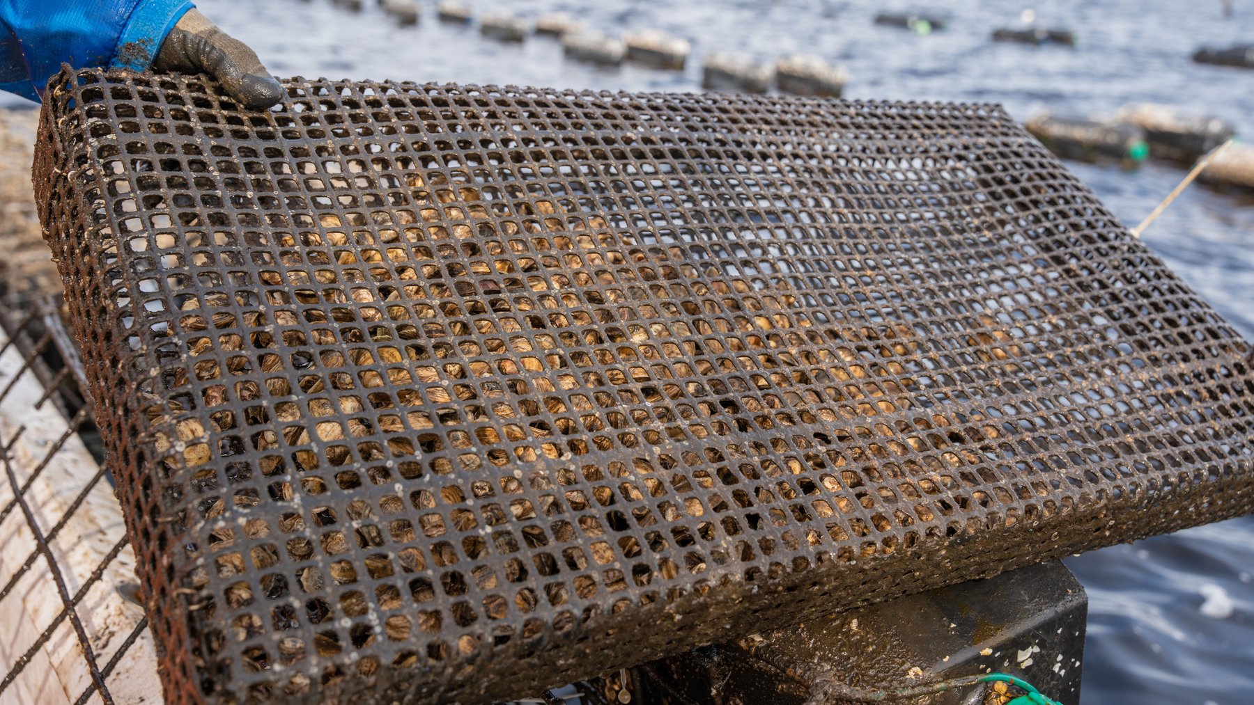Image for Estuary Oysters - 5 Water Leases, Growing and Processing Equipment, Marina and Cold Storage