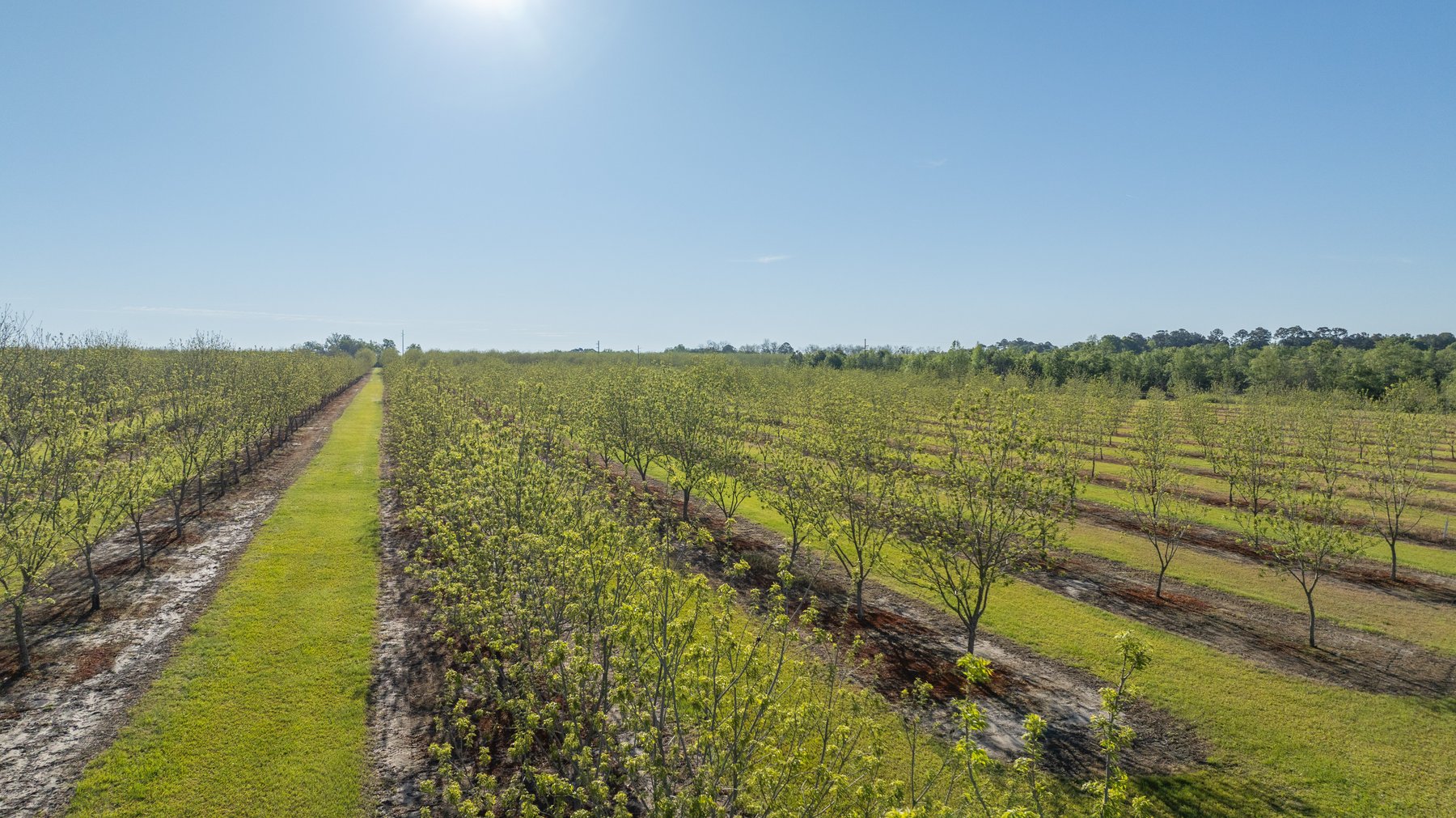 Image for 488+/- Acres - The Gaines Tract - Weybrenee Farms