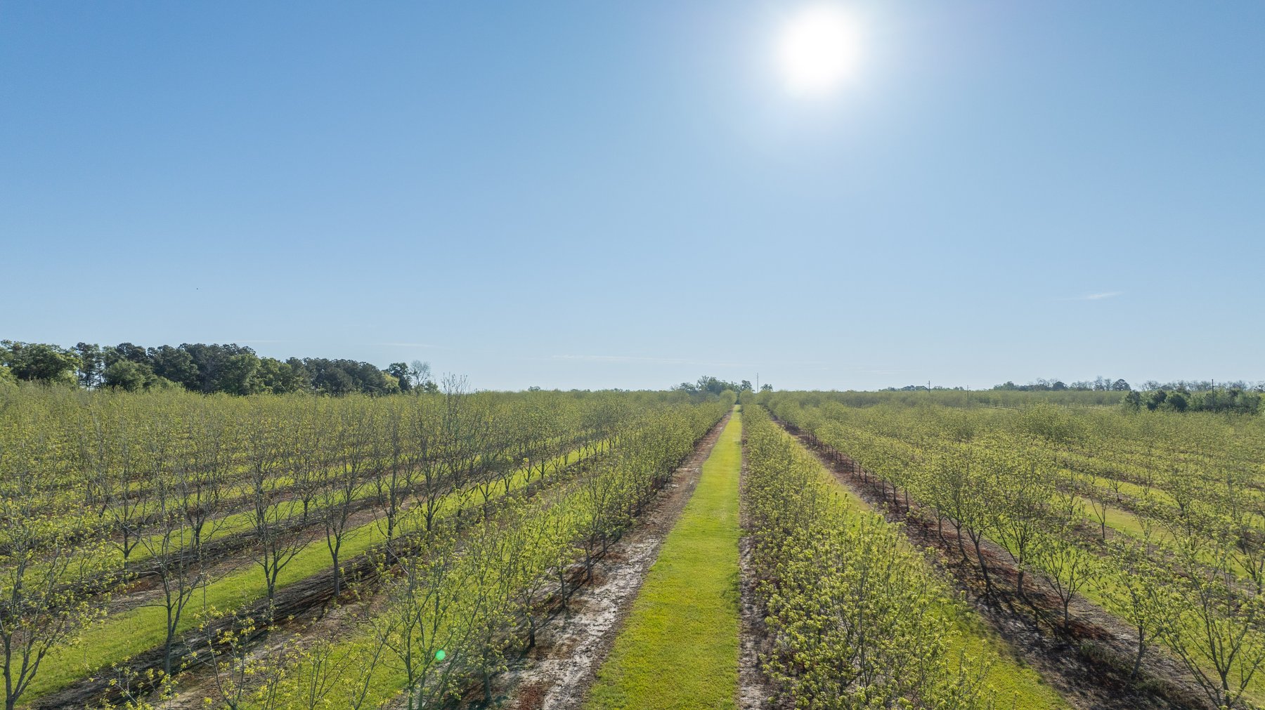 Image for 488+/- Acres - The Gaines Tract - Weybrenee Farms