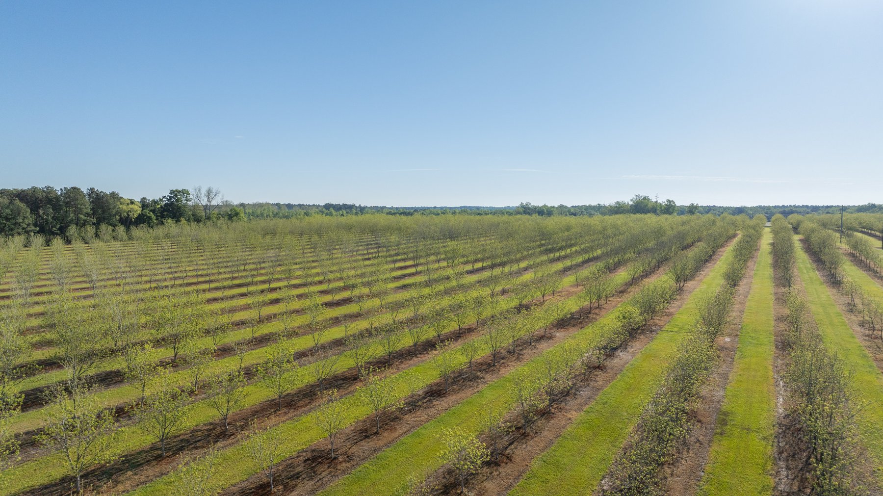 Image for 488+/- Acres - The Gaines Tract - Weybrenee Farms