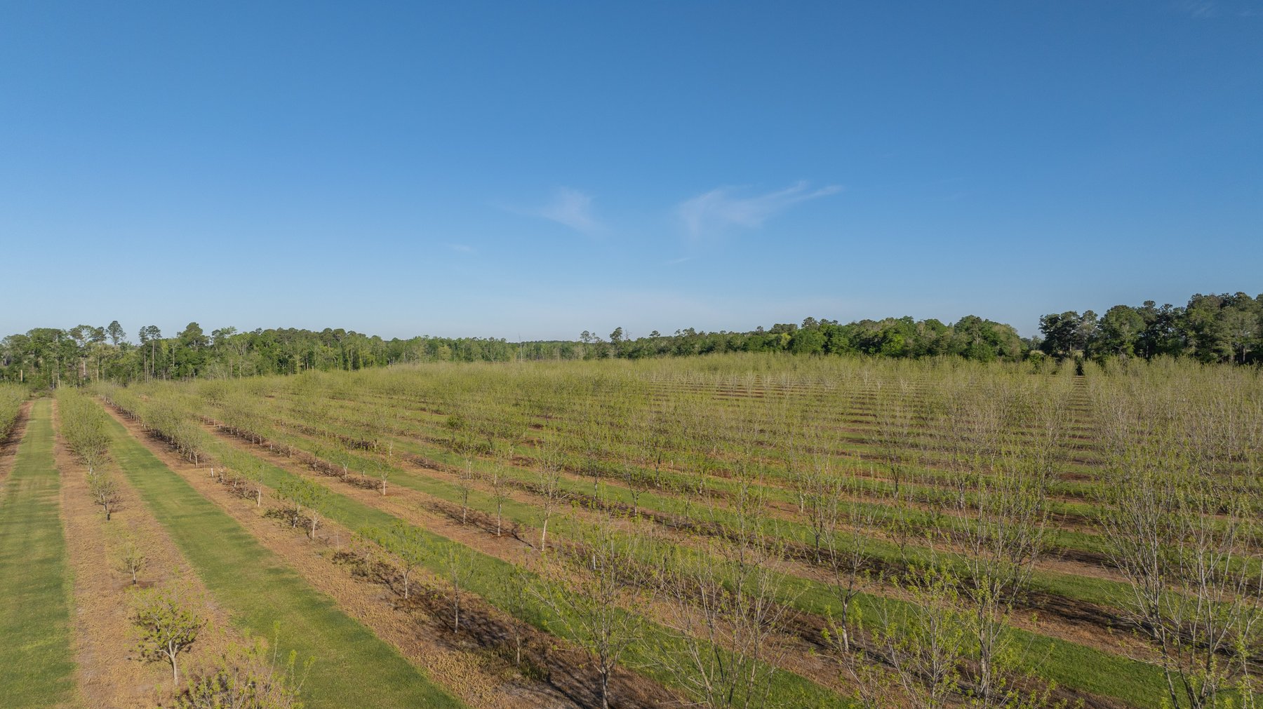 Image for 488+/- Acres - The Gaines Tract - Weybrenee Farms