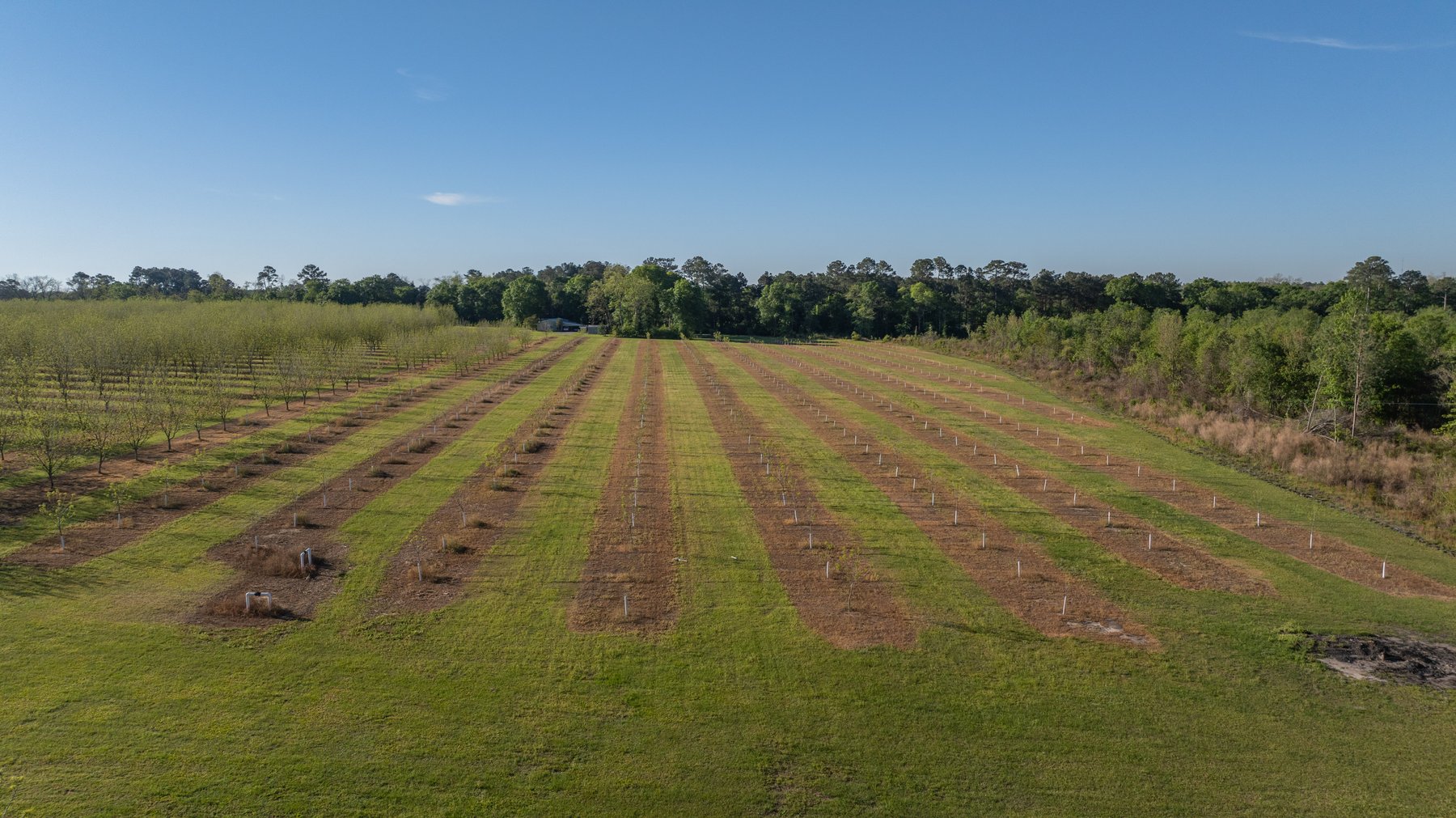 Image for 488+/- Acres - The Gaines Tract - Weybrenee Farms